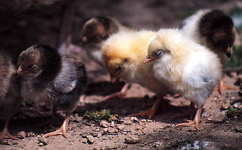 Pollets